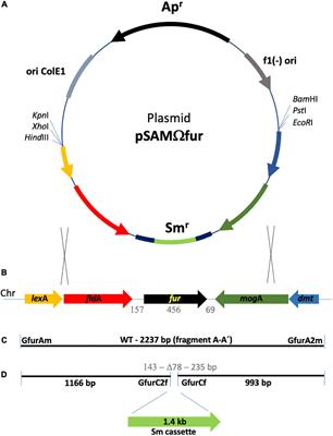 A putative siderophore receptor of Gallibacterium anatis 12656-12 under Fur control also binds hemoglobin